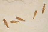 Green River Fossil Fish Mural with Mioplosus and Phareodus #295672-8